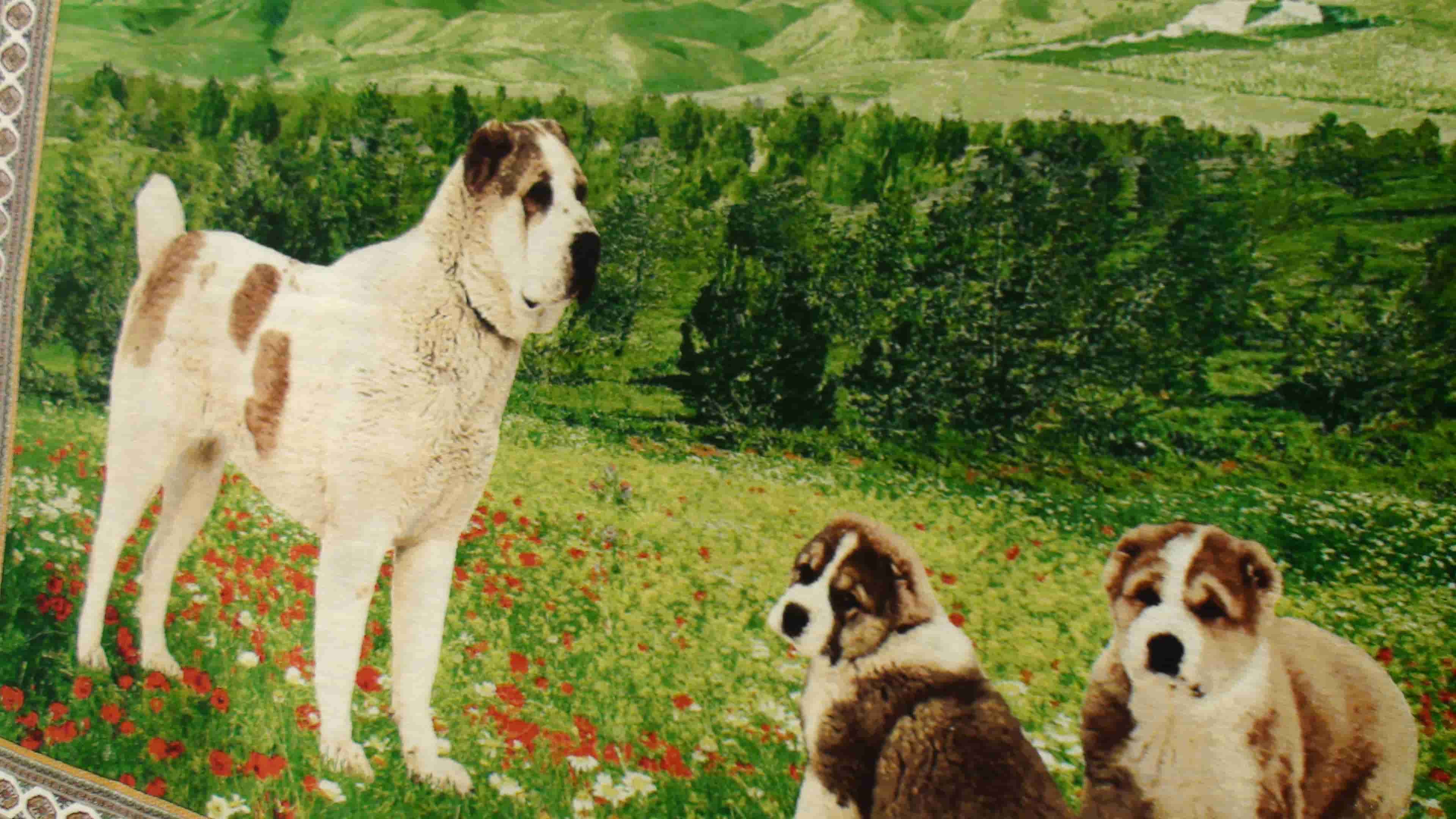 犬の絨毯