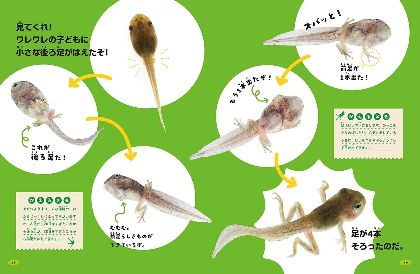 アマガエルの変化
